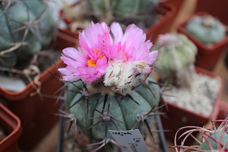 echinocactus horizonthalonius
