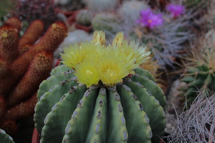 ferocactus glaucescens inermis