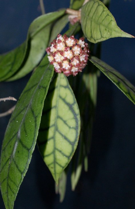 ФОТО 6. Hoya finlaysonii