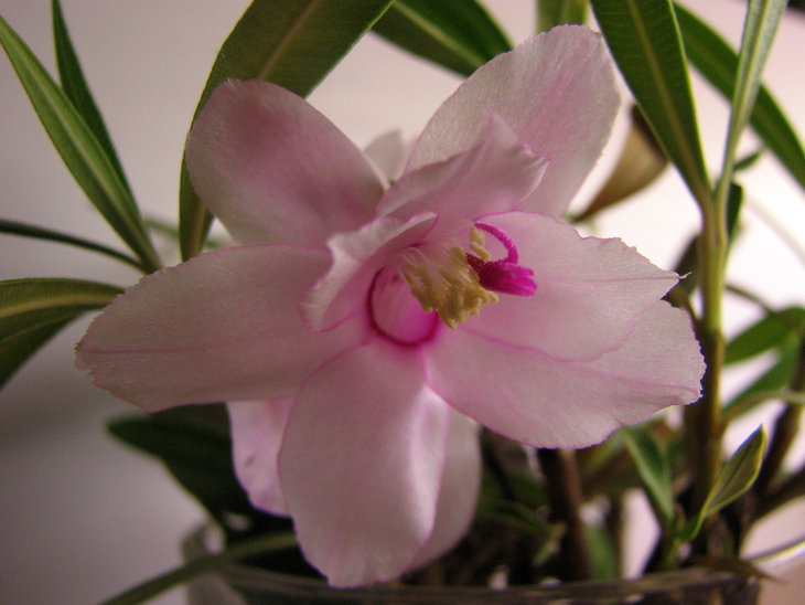 ФОТО 7. Schlumbergera