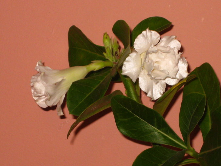 0IMG_1022.jpg