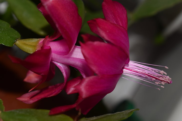 ФОТО 12. Schlumbergera