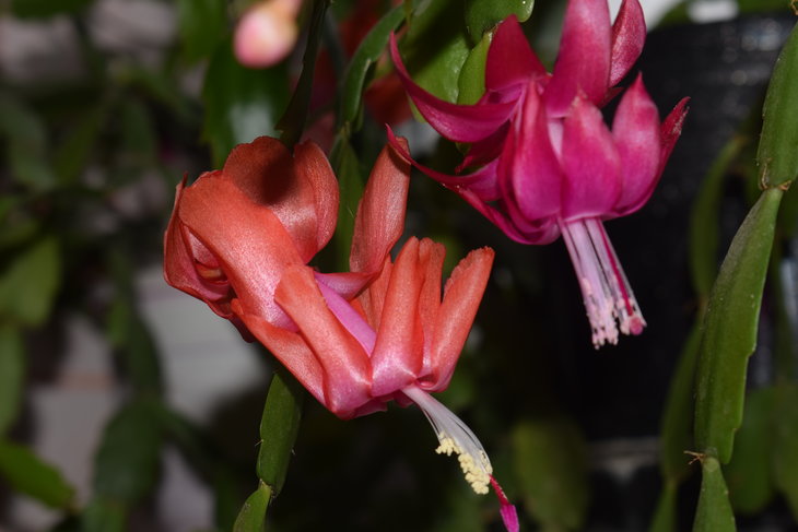 ФОТО 11. Schlumbergera