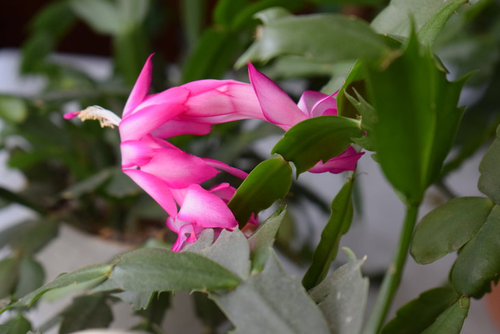 ФОТО 10. Schlumbergera
