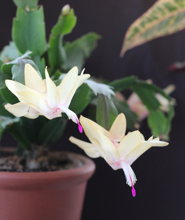 ФОТО 16. Schlumbergera