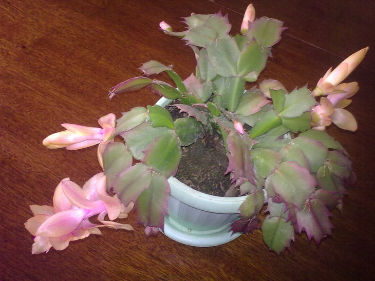 ФОТО 17. Schlumbergera