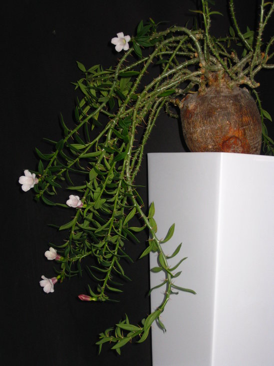 ФОТО 18. Pachypodium bispinosum
