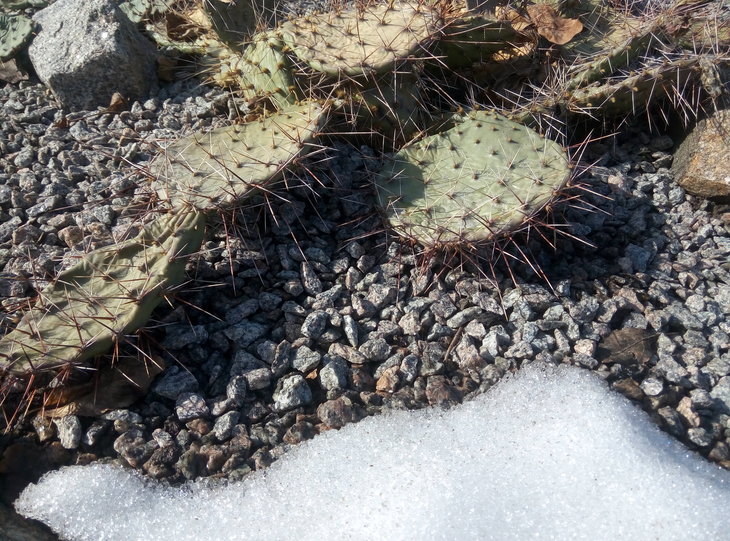 Opuntia engelmanii x camanchica