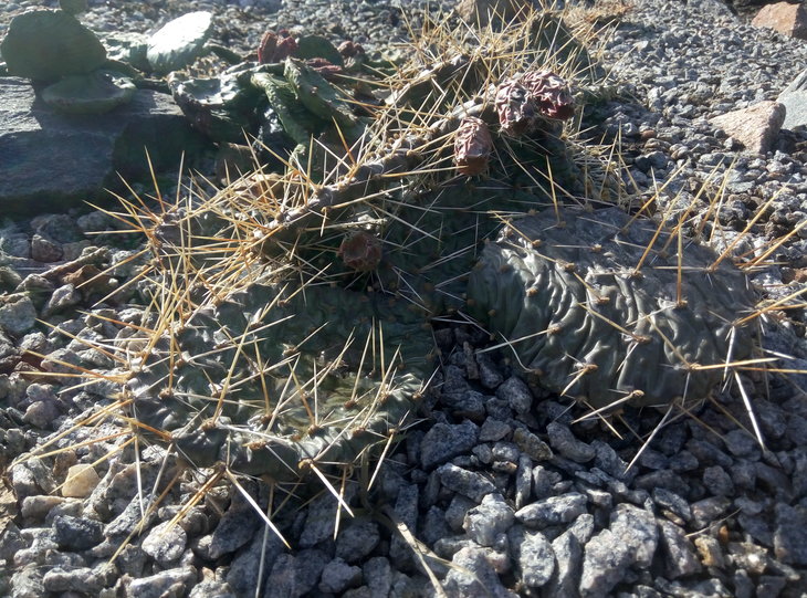 Opuntia macrorhiza hybrid