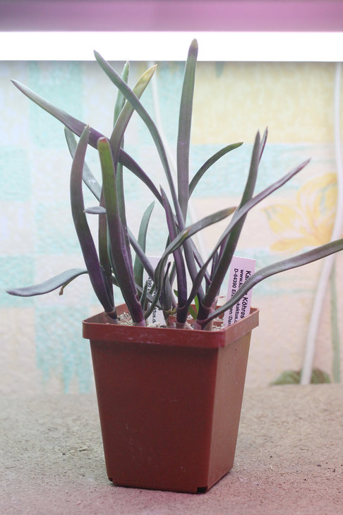 Aloe parallelifolia