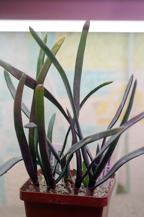 Aloe parallelifolia