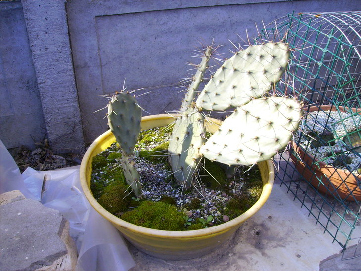 Opuntia comanchica rubra