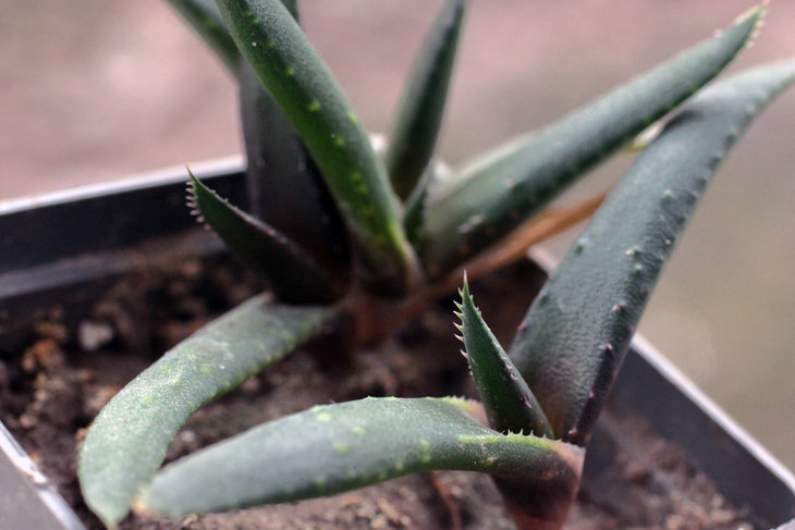 Aloe wickensii