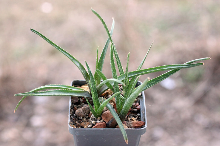 Aloe perrieri