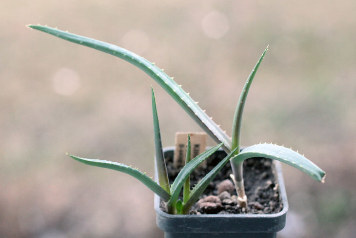 Aloe decaryi