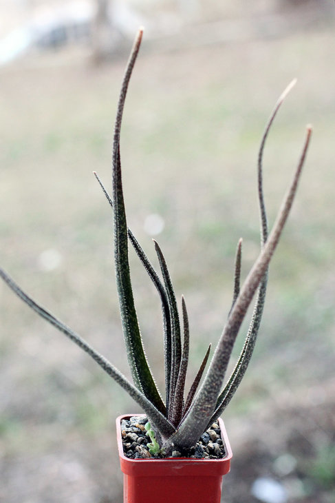 Aloe albifora