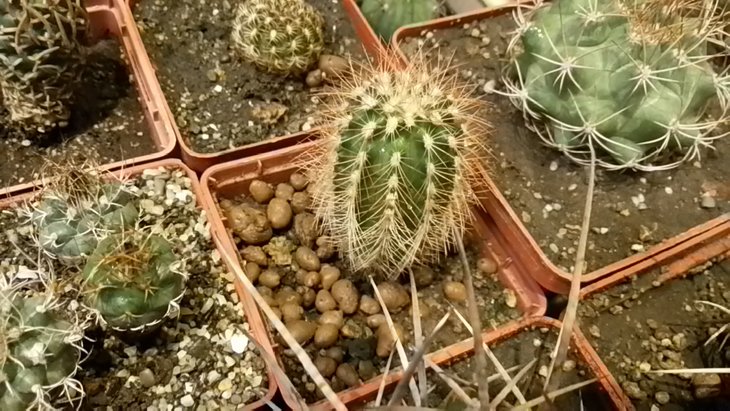 20170305_200144_LLS.jpg