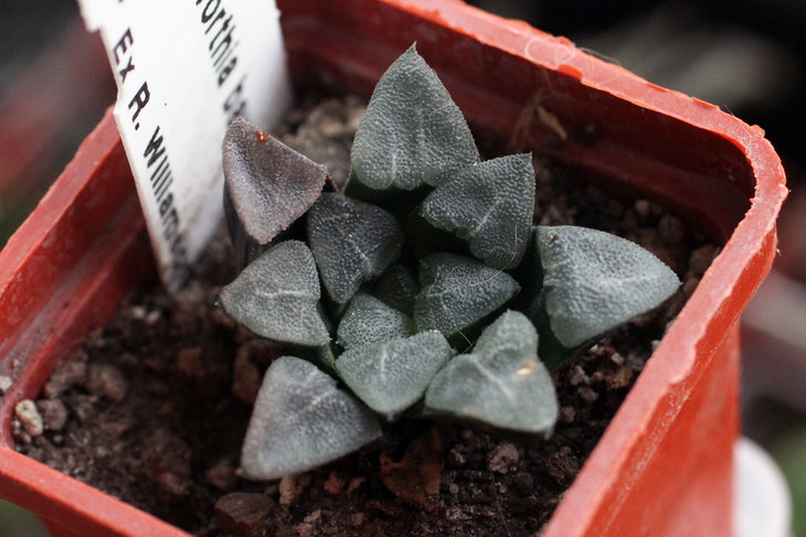 Haworthia bayeri cv. Toku-ami