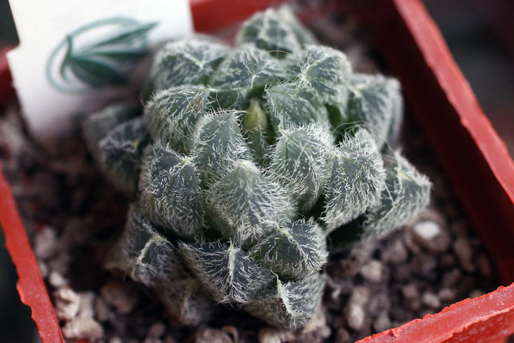 Haworthia cooperi v. venusta, Kenton-on-Sea