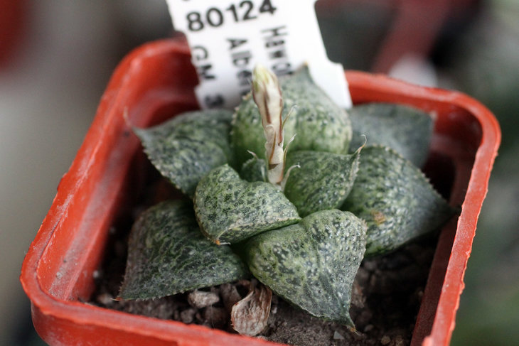 Haworthia esterhuizenii GM320