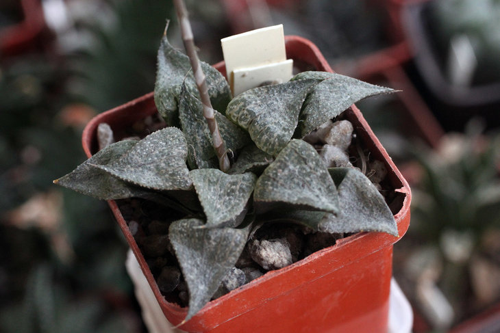 Haworthia esterhuizenii