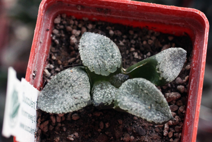Haworthia emelyae var. emelyae (picta var. tricolor) GM256 Calitzdorp, Rooibergpass
