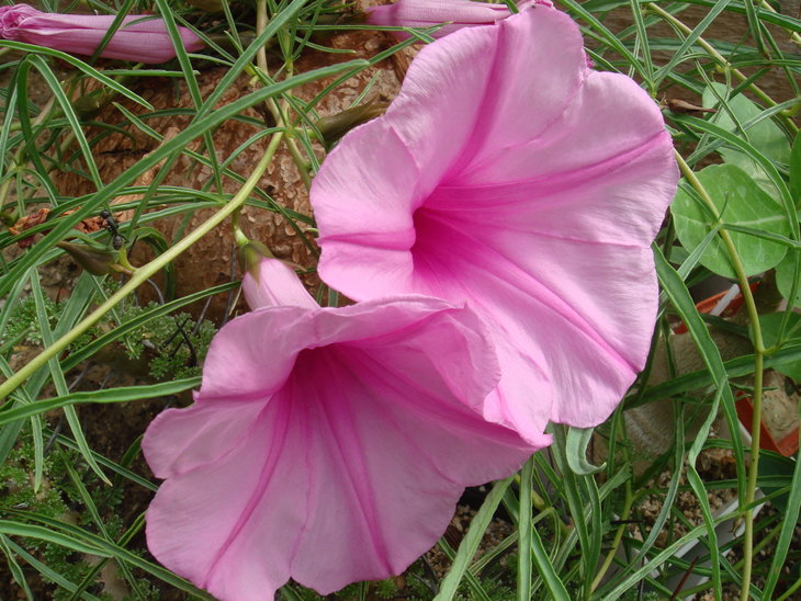 DSC00756.JPG