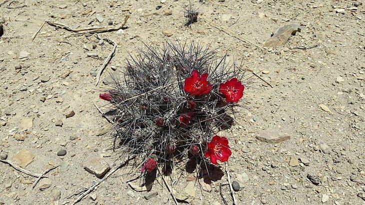 maihueniopsis nigrispinus