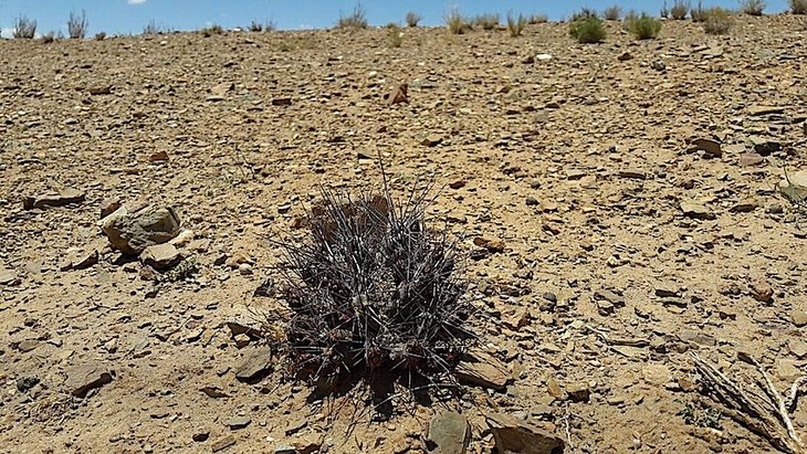maihueniopsis nigrispinus