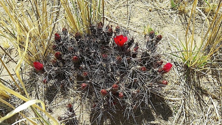 maihueniopsis nigrispinus