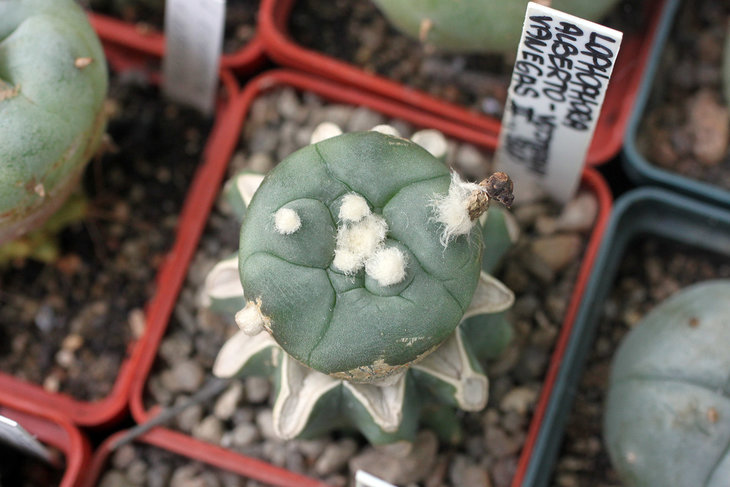 Lophophora alberto-vojtechii