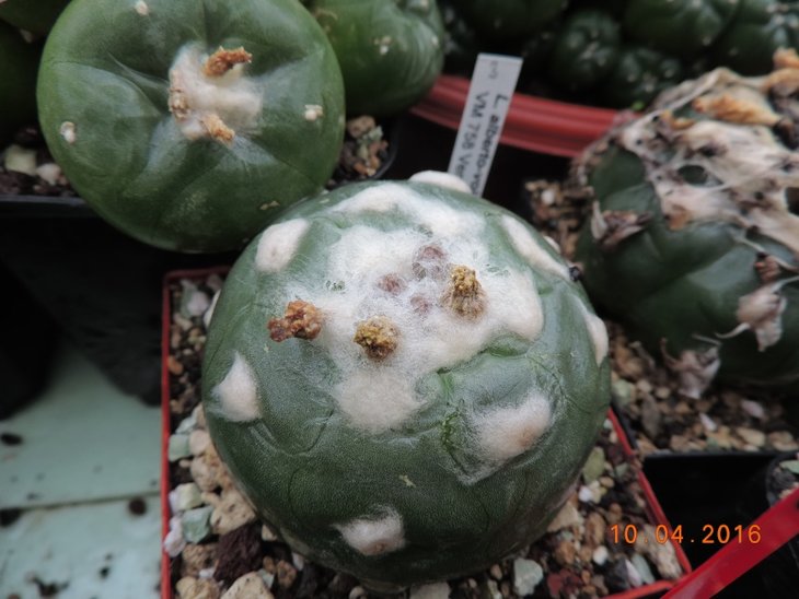 Lophophora alberto-vojtechii