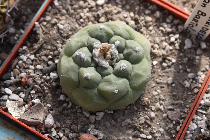Lophophora koehresii VM050, San Bartolo, SLP (растение Александра Роздобудько)