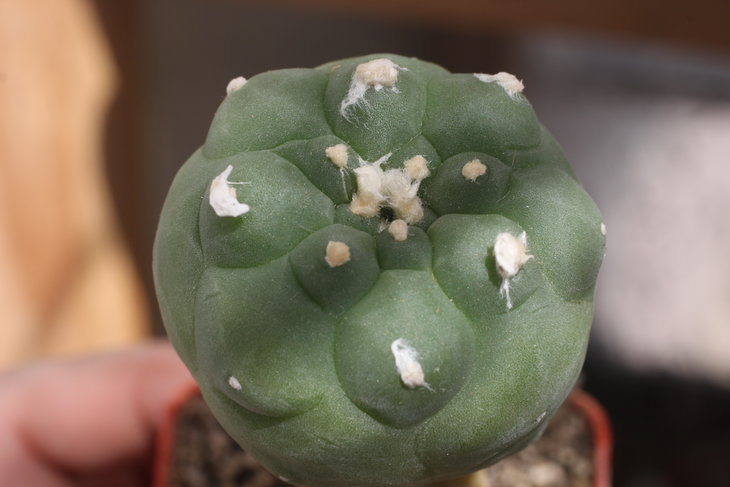Lophophora koehresii RS1182 El Sabino, SLP (моё растение)