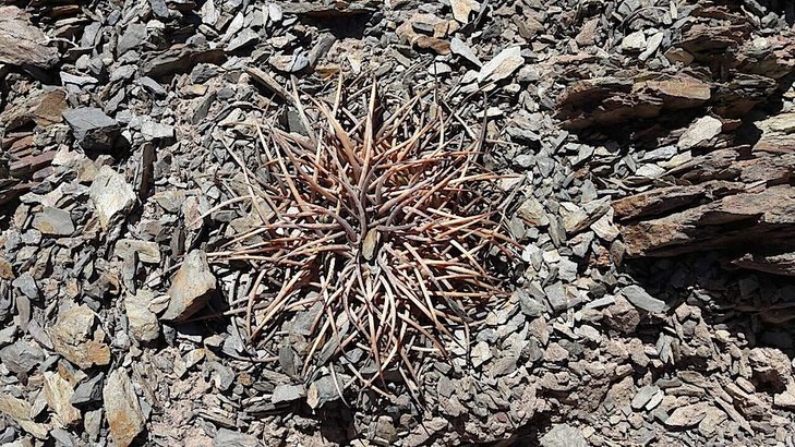 Gymnocalycium spegazzinii