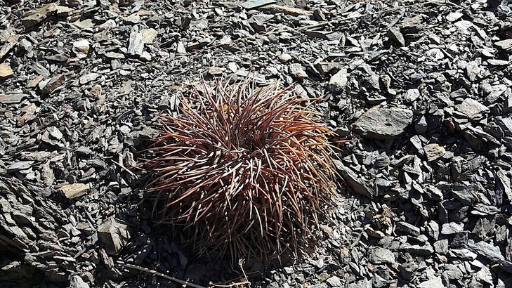 Gymnocalycium spegazzinii