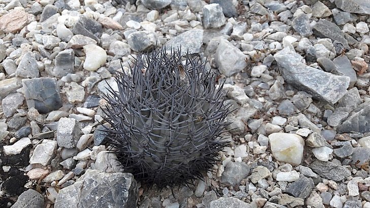 Pyrrhocactus marayensis
