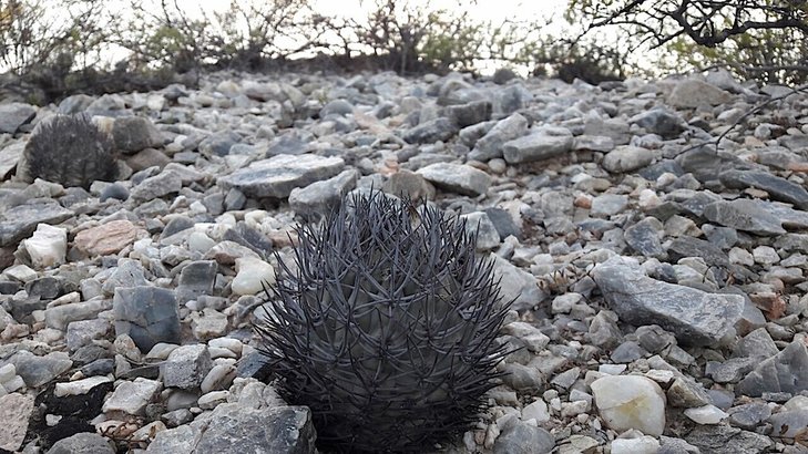 Pyrrhocactus marayensis