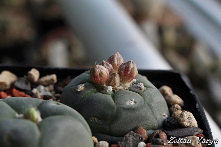 Lophophora alberto-vojtechii