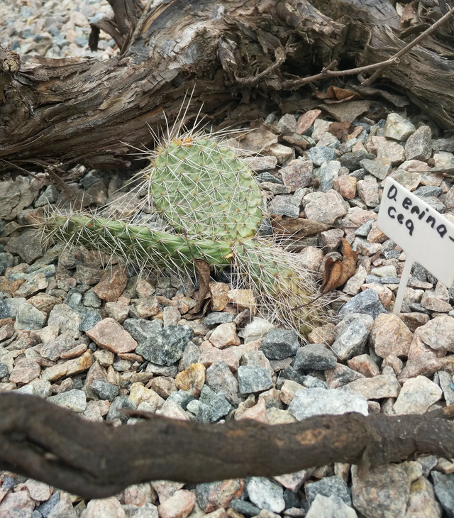 O. erinacea SB1422