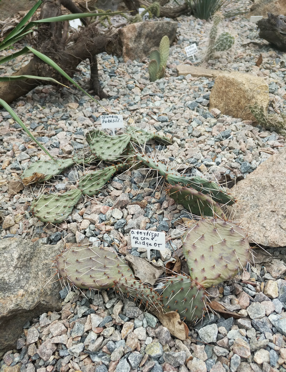 О. tortispina DJF 1497, Comb Ridge, Utah, О. pottsii DJF 1447
