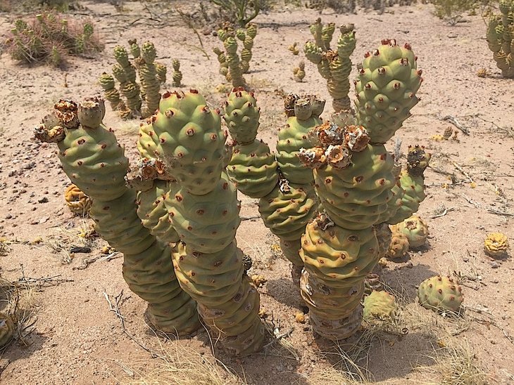 Tephrocactus articulatus v. inermis