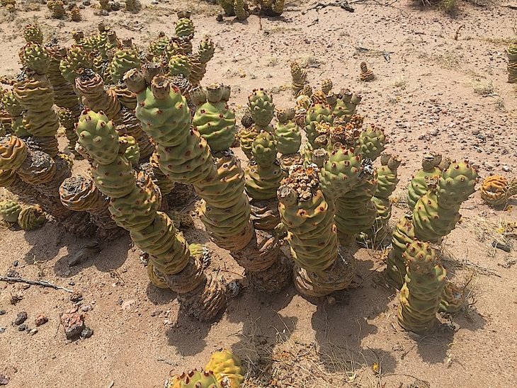 Tephrocactus articulatus v. inermis