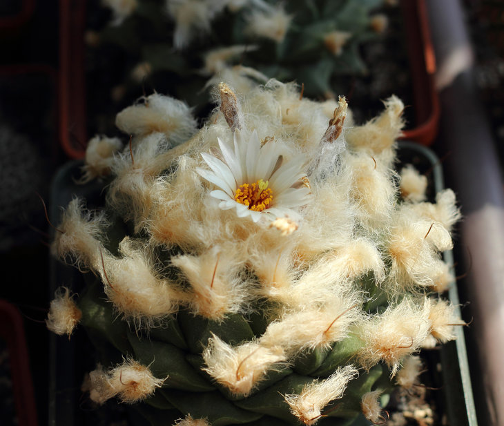 Obregonia denegrii
