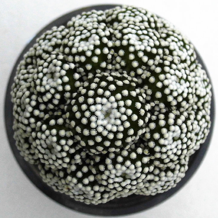 Mammillaria luethyi