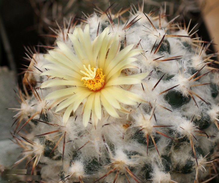 Coryphantha sp.