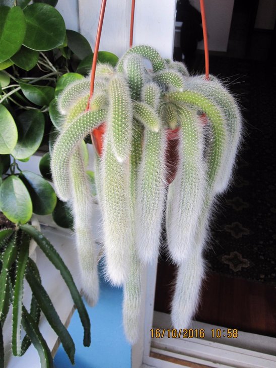Hildewintera colademononis
