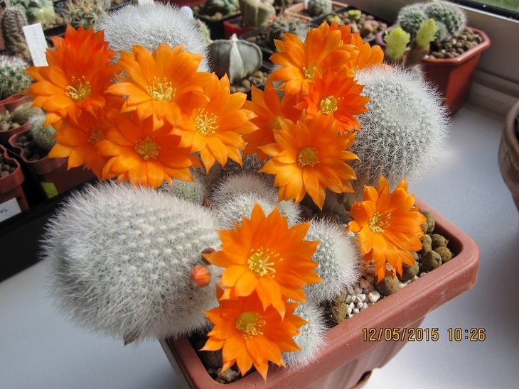 Aylostera muscula