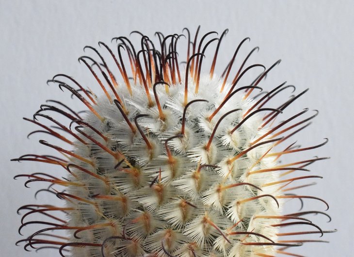 mammillaria  peresdelarosae