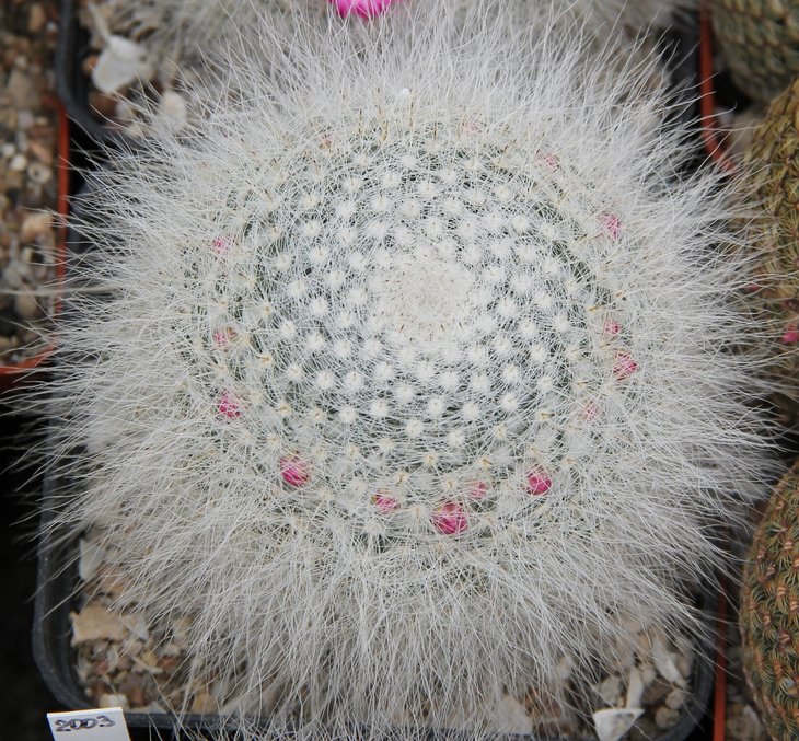 Mammillaria hahniana